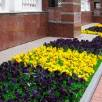 Цветник вдоль здания администрации Президента УР (2010). Цветник вдоль здания администрации Президента УР (2010).